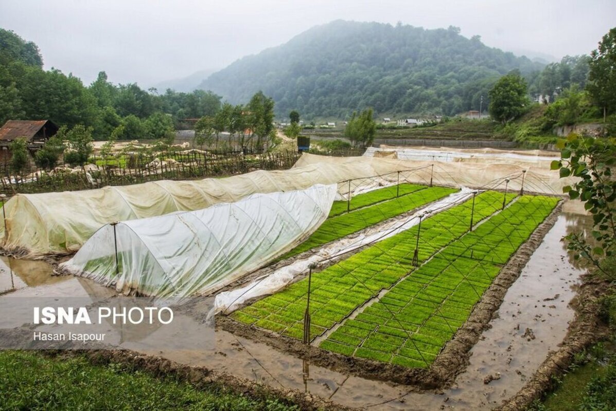 بانک نشا برنج در سوادکوه