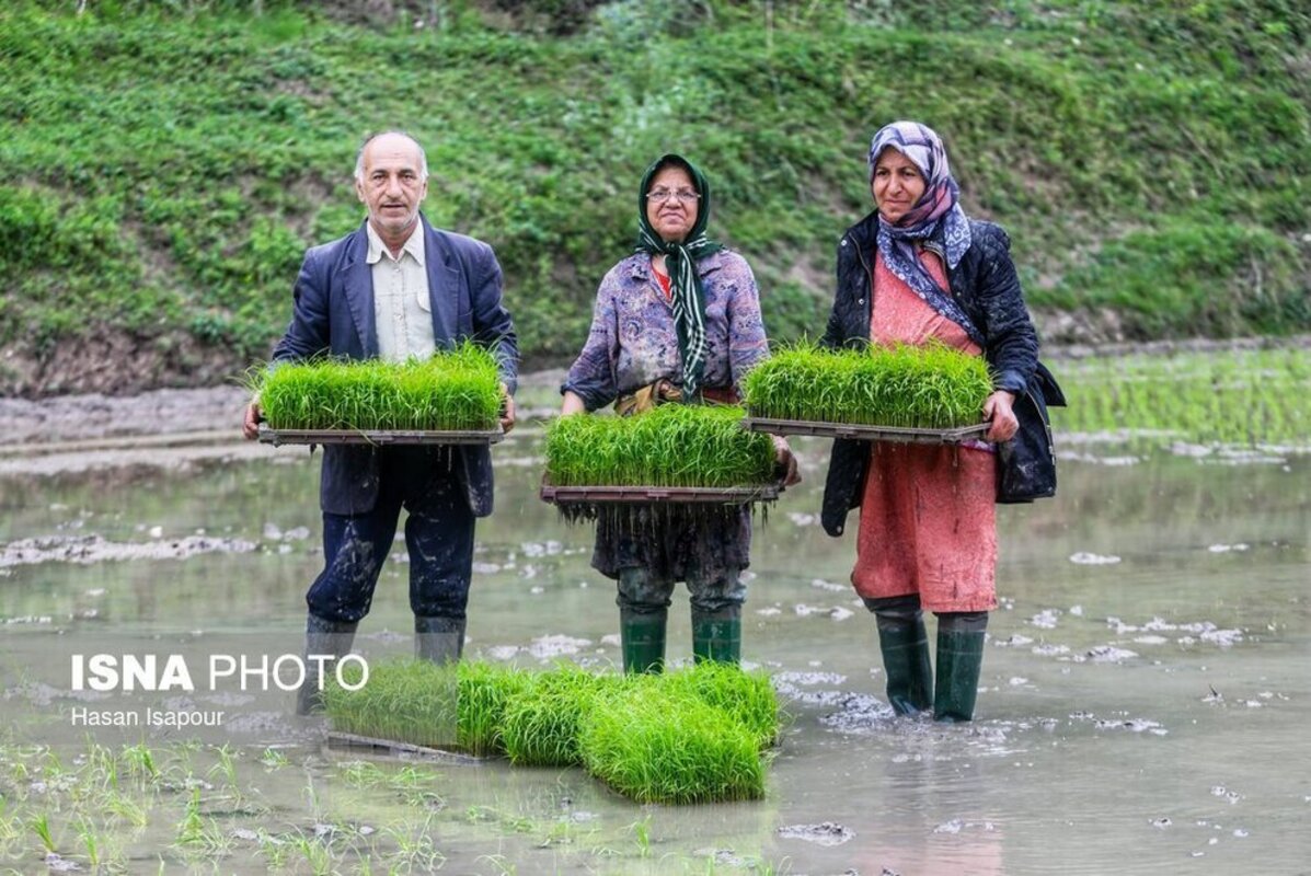 بانک نشا برنج در سوادکوه