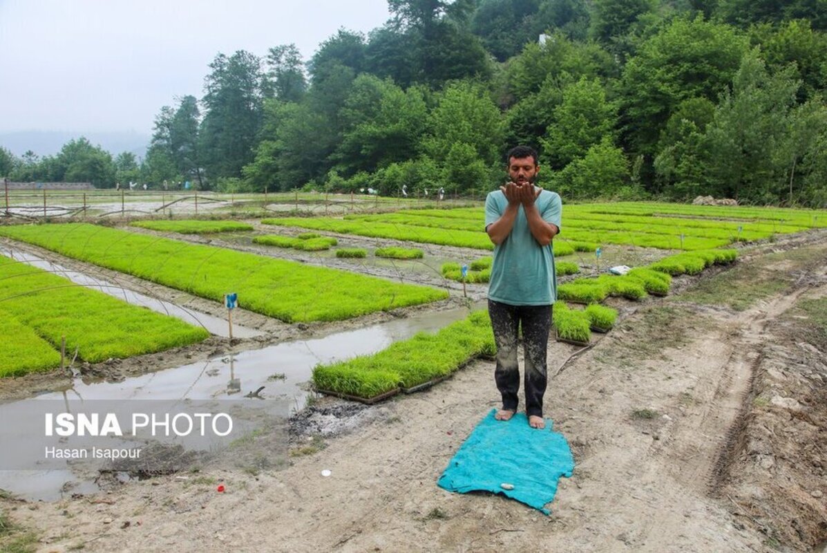 بانک نشا برنج در سوادکوه