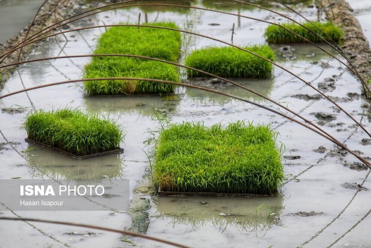 بانک نشا برنج در سوادکوه