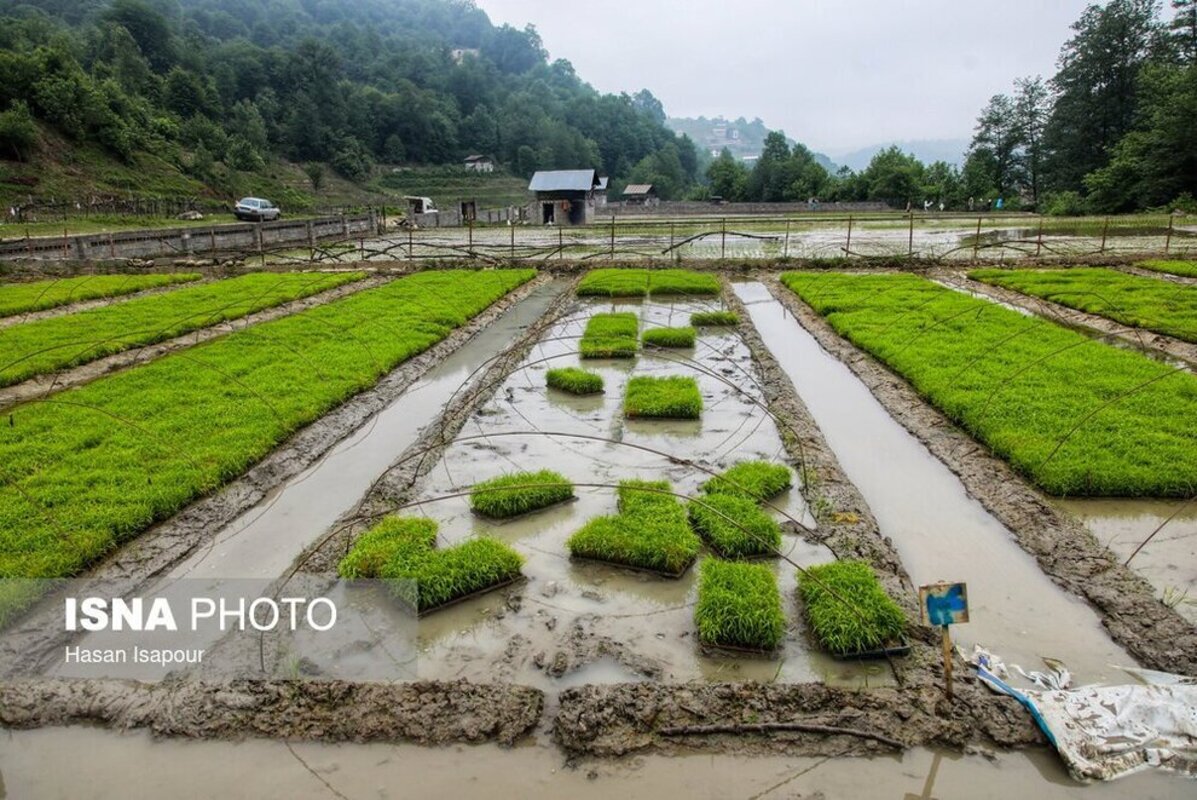 بانک نشا برنج در سوادکوه