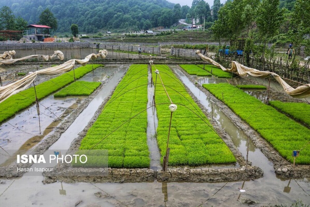 بانک نشا برنج در سوادکوه