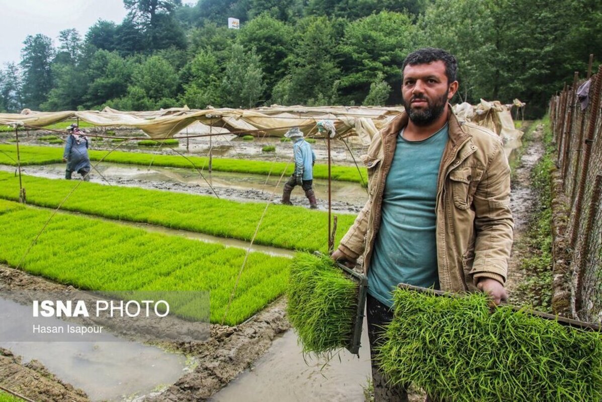 بانک نشا برنج در سوادکوه
