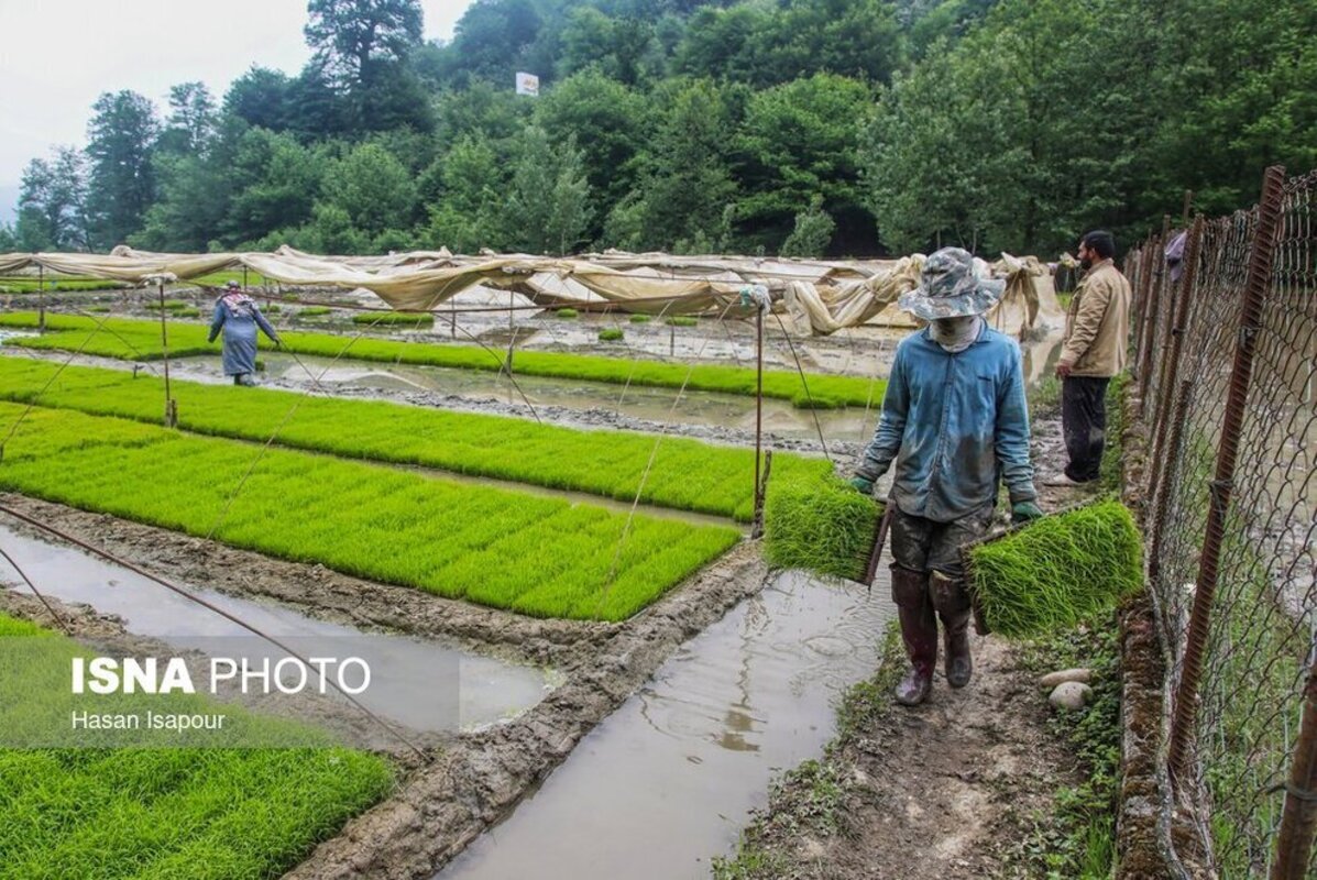 بانک نشا برنج در سوادکوه
