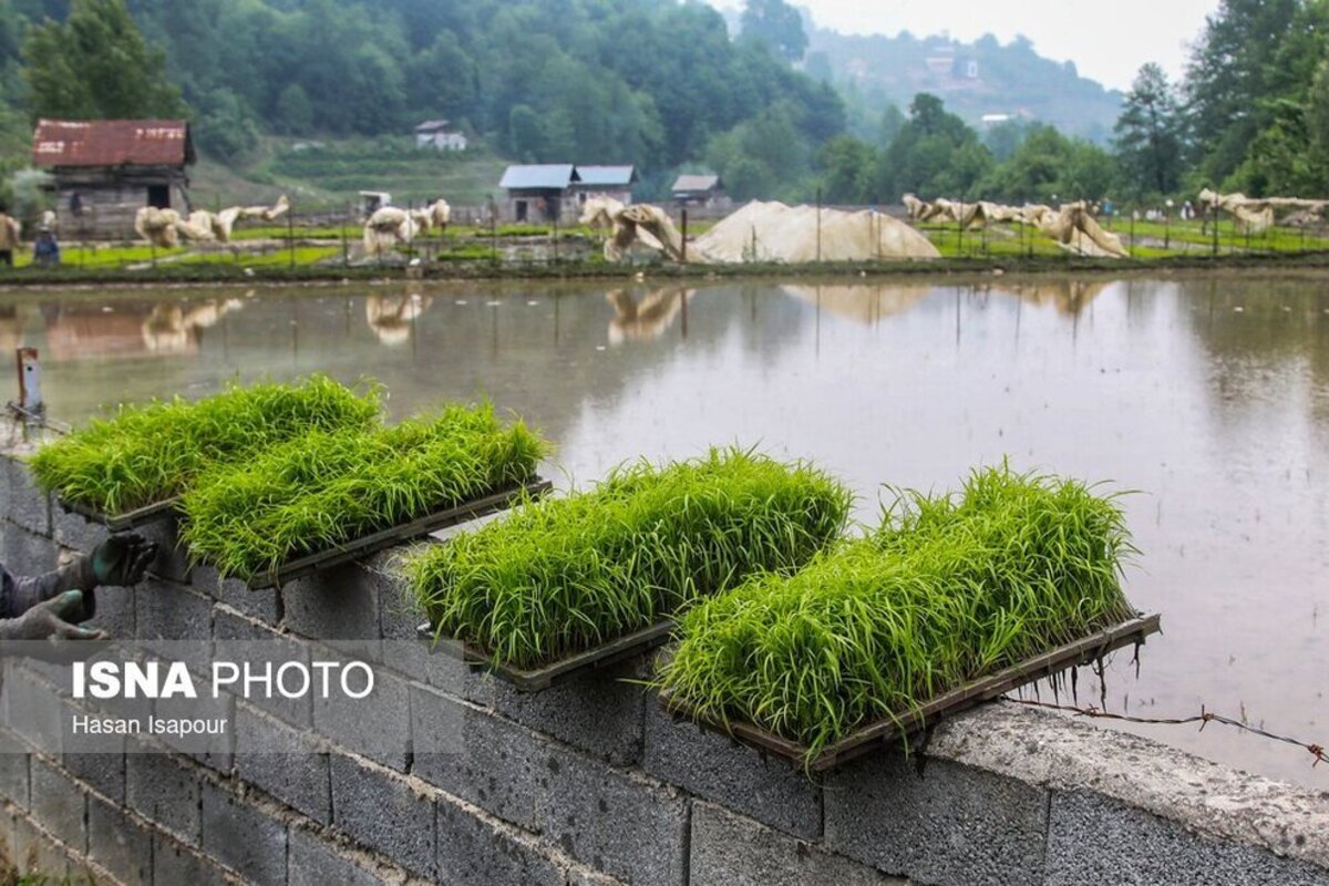 بانک نشا برنج در سوادکوه