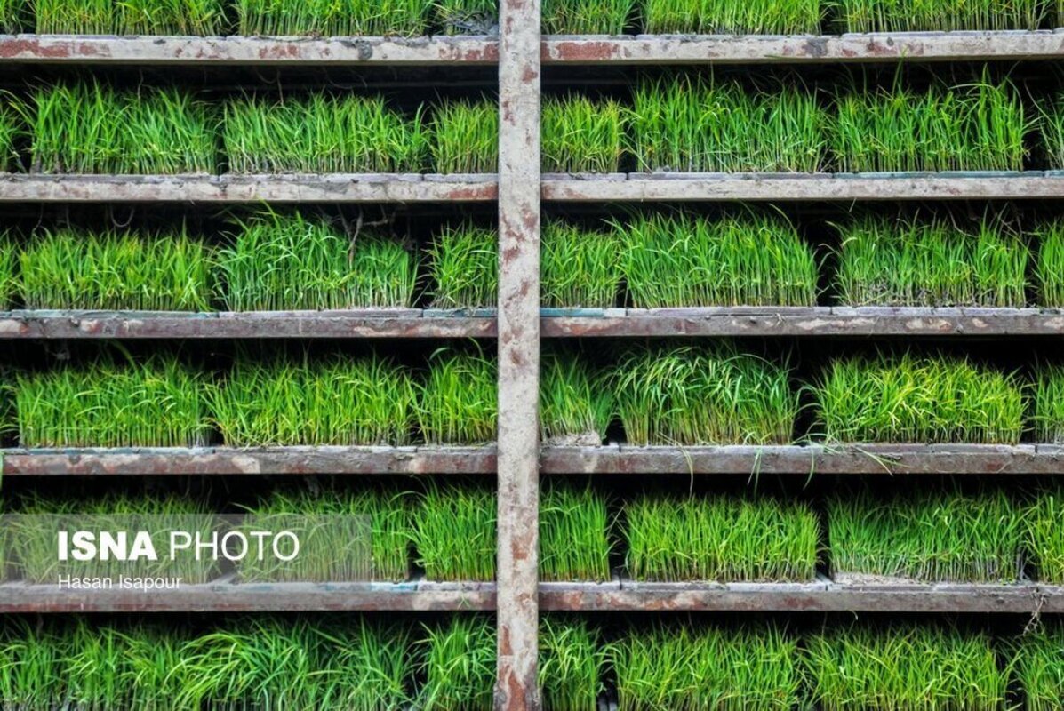 بانک نشا برنج در سوادکوه