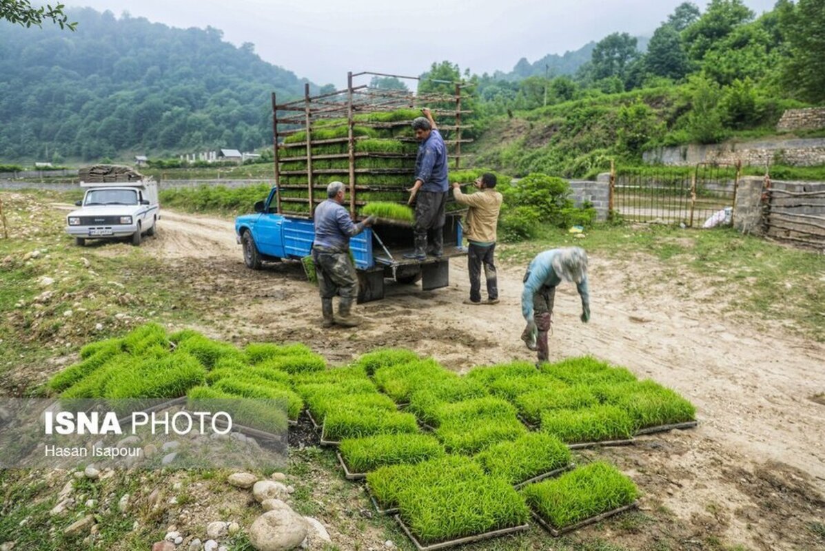 بانک نشا برنج در سوادکوه