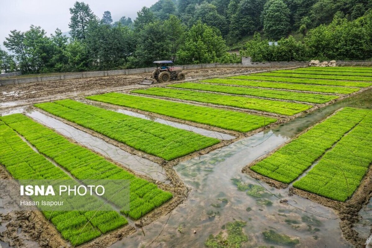 بانک نشا برنج در سوادکوه