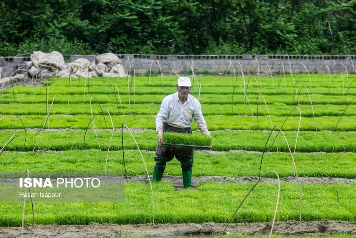 بانک نشا برنج در سوادکوه