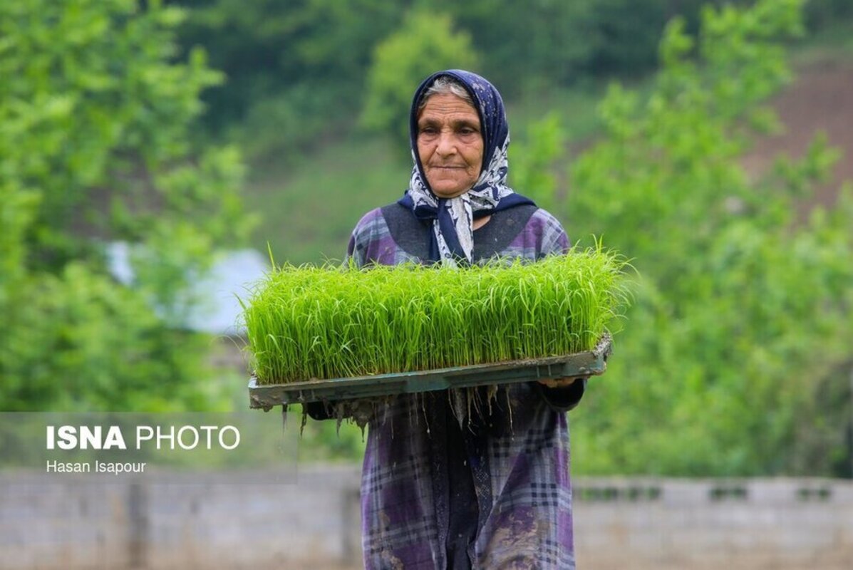 بانک نشا برنج در سوادکوه
