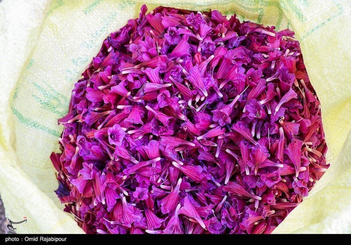 برداشت گل گاو زبان