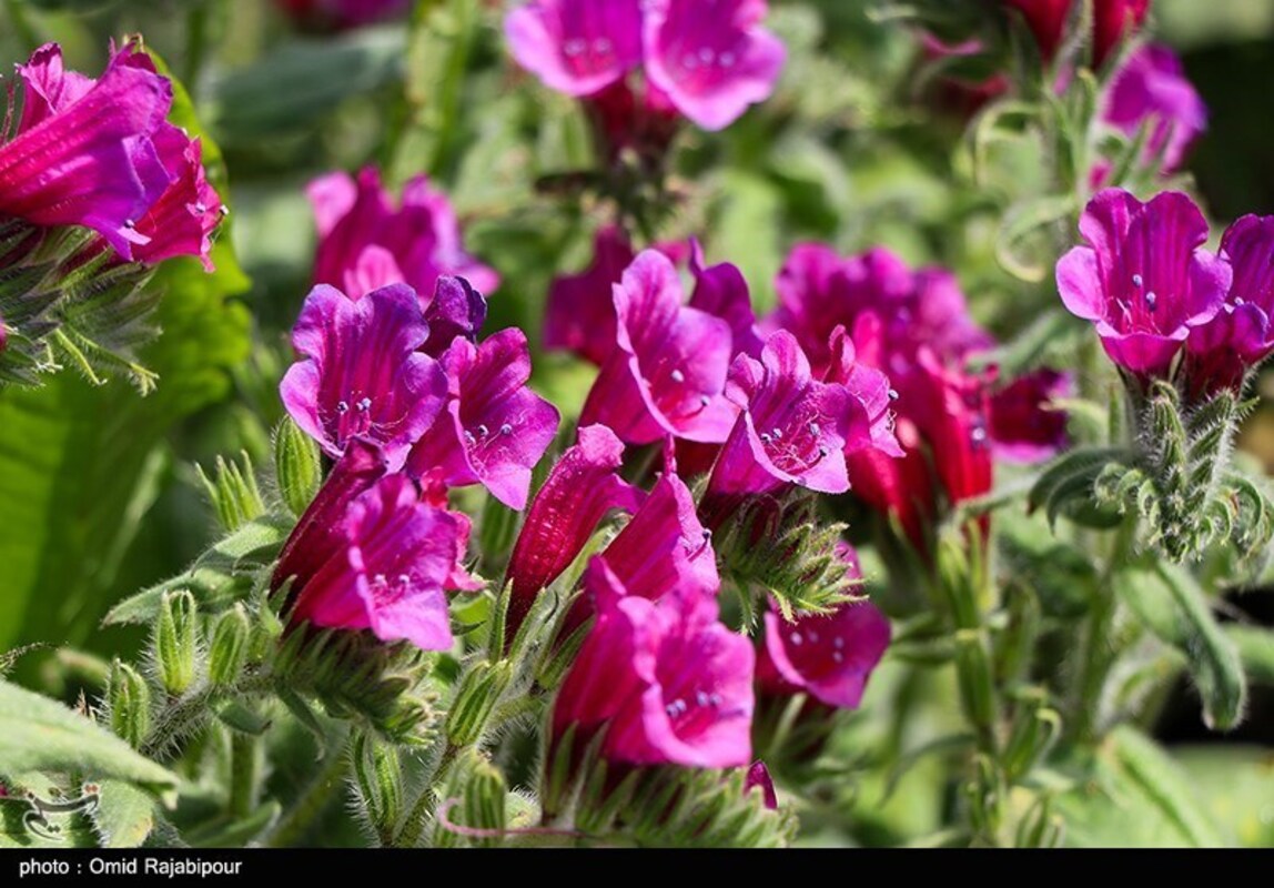 برداشت گل گاو زبان