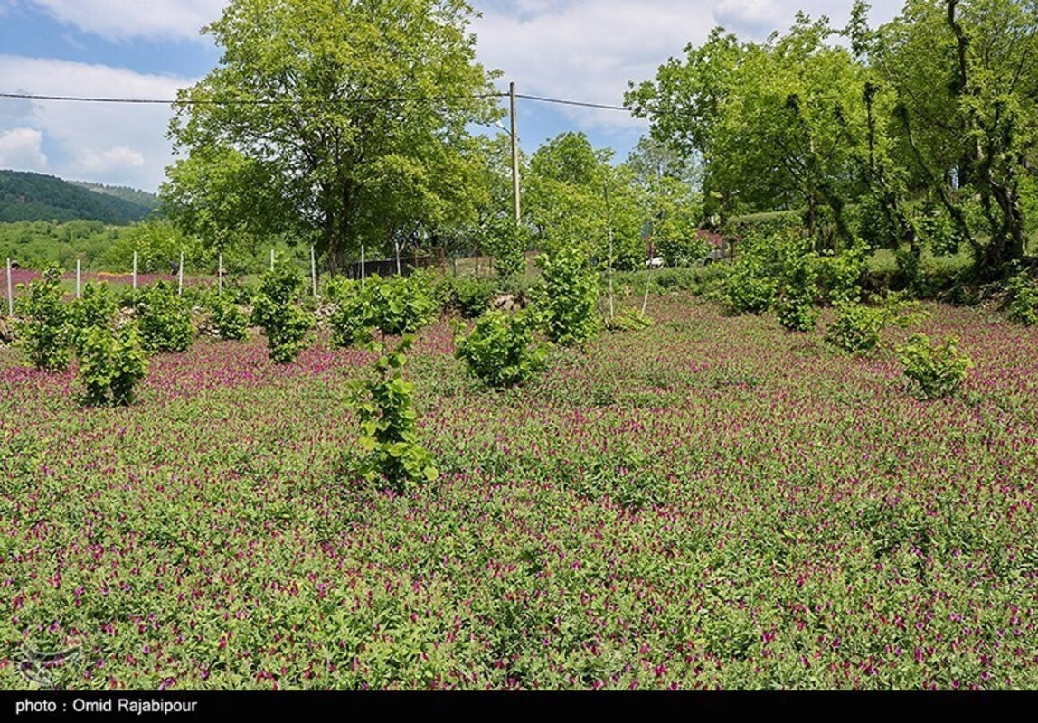 برداشت گل گاو زبان