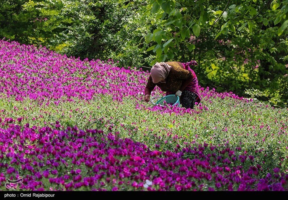 برداشت گل گاو زبان