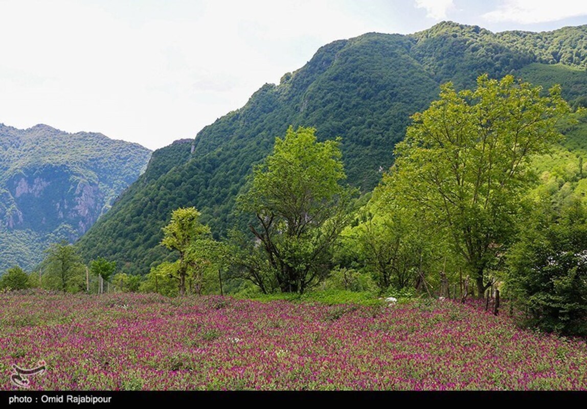 برداشت گل گاو زبان