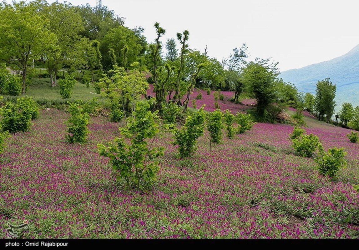 برداشت گل گاو زبان