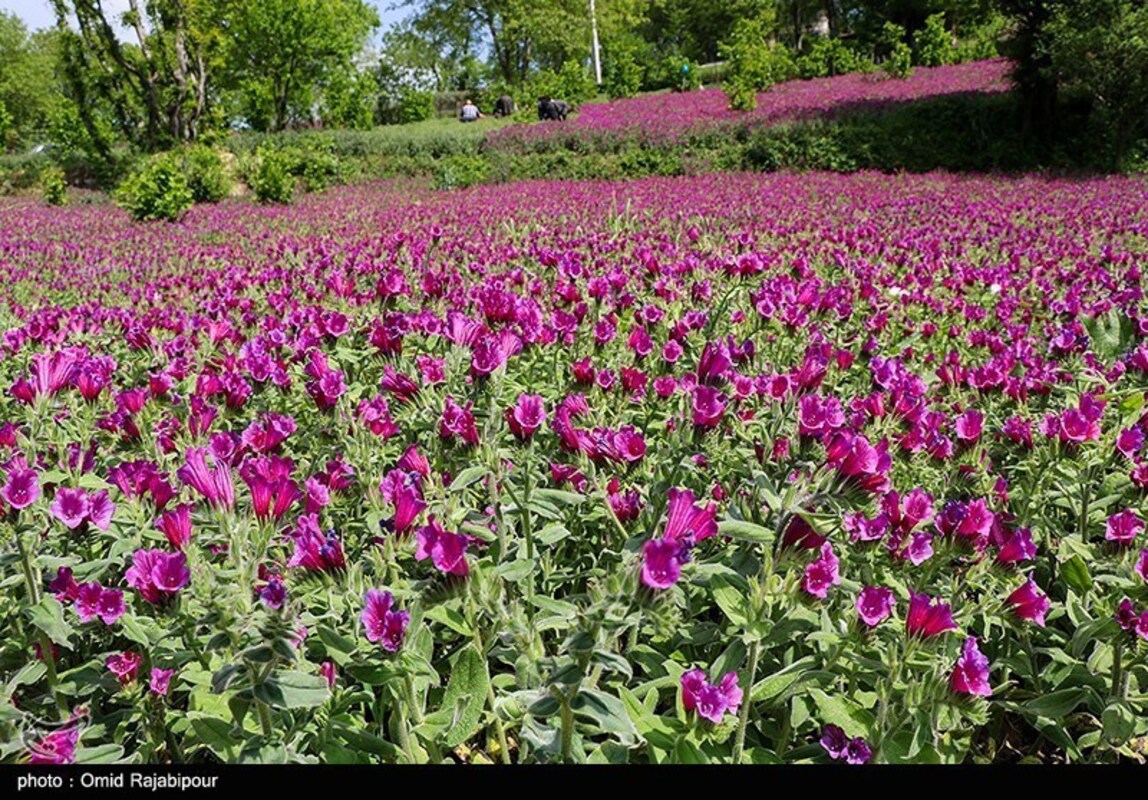 برداشت گل گاو زبان