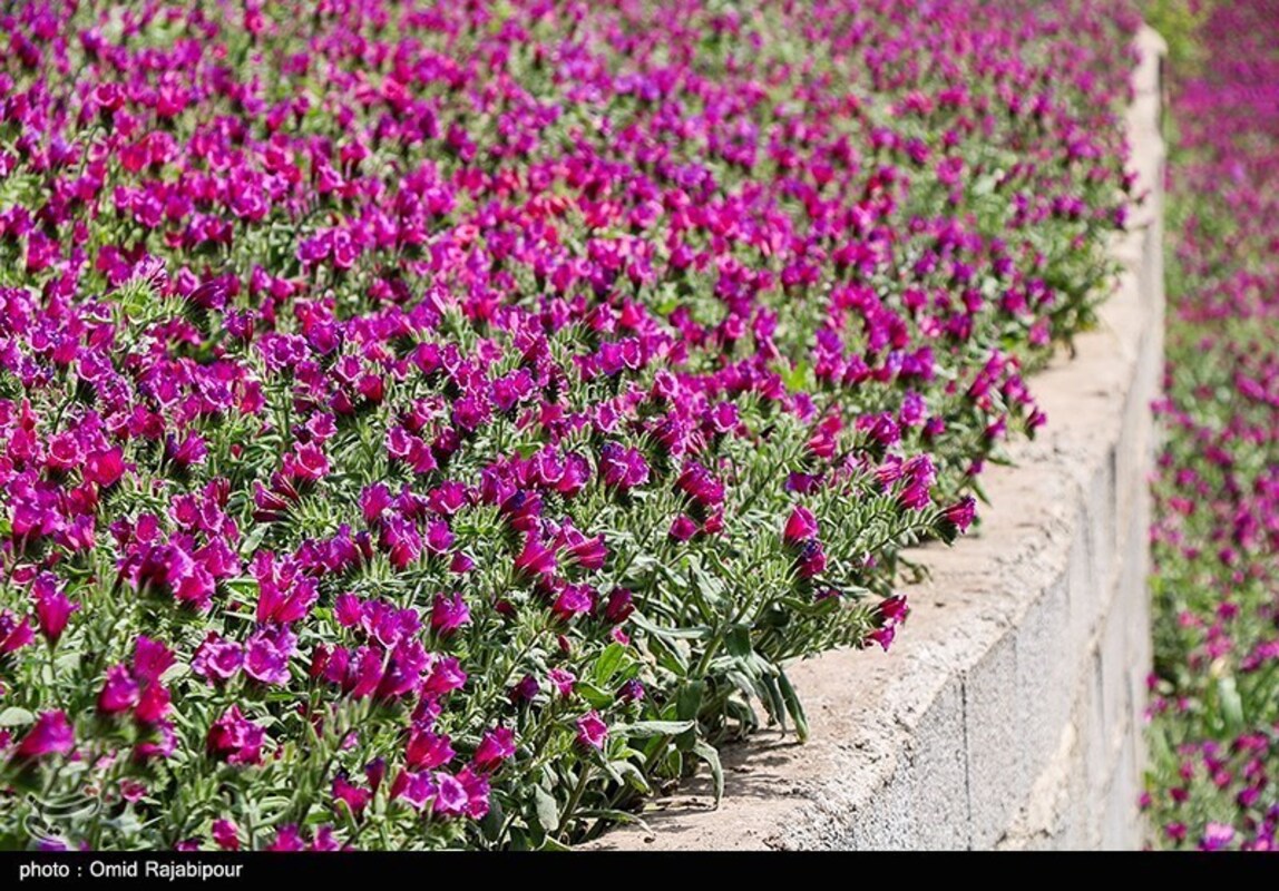 برداشت گل گاو زبان