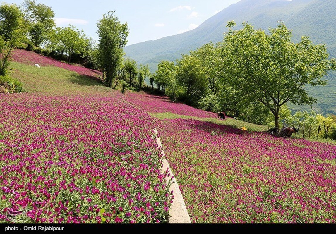 برداشت گل گاو زبان