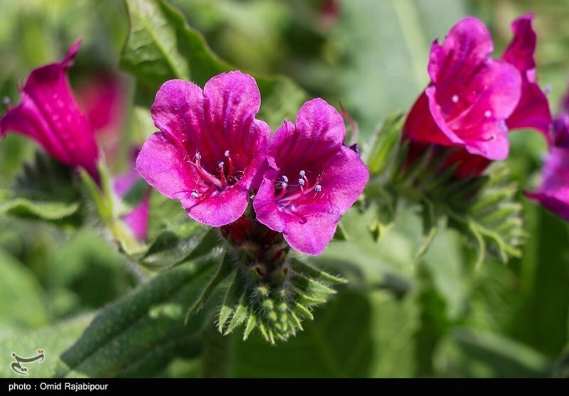 برداشت گل گاو زبان