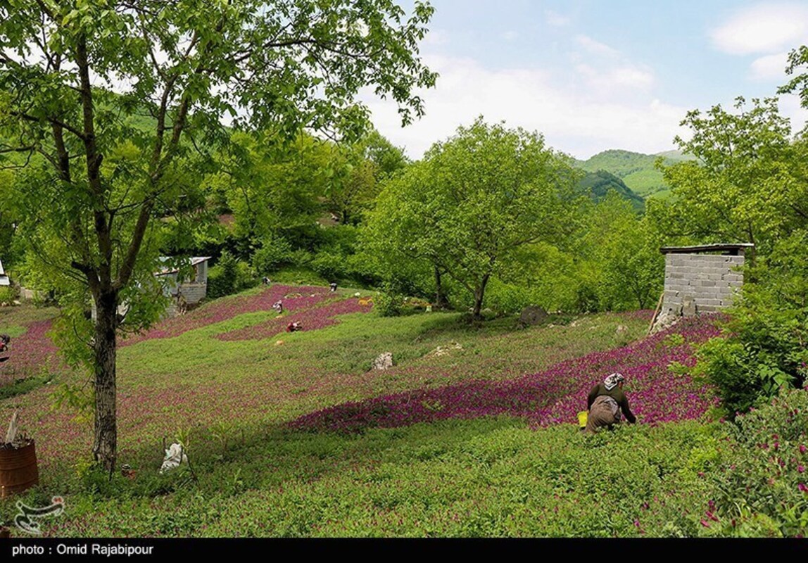 برداشت گل گاو زبان