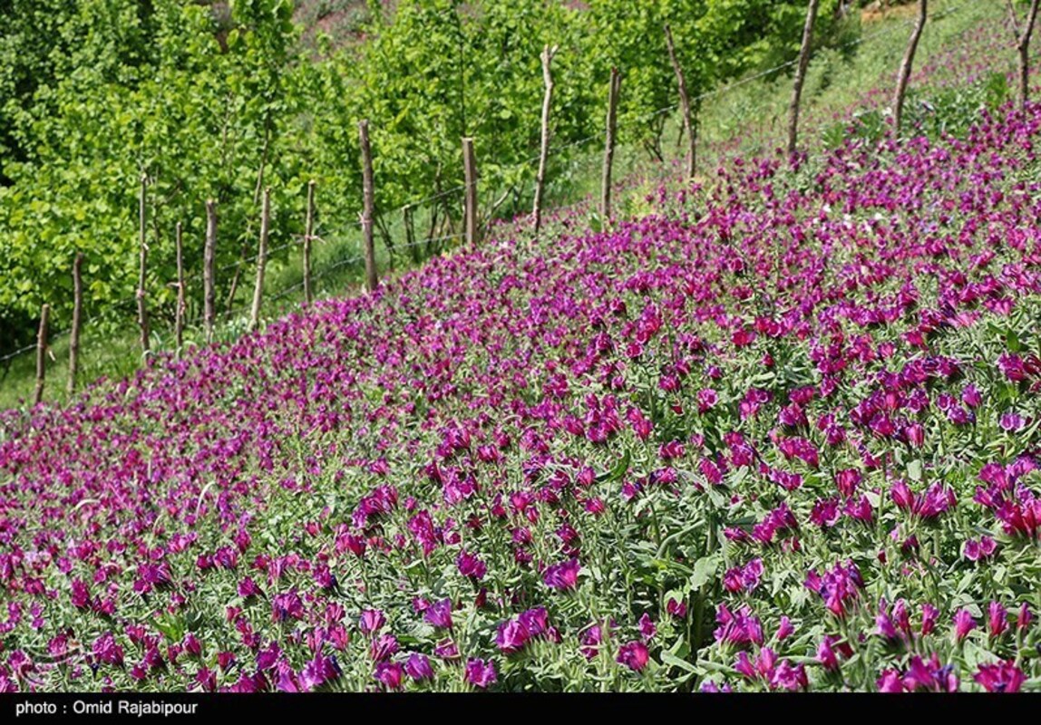 برداشت گل گاو زبان