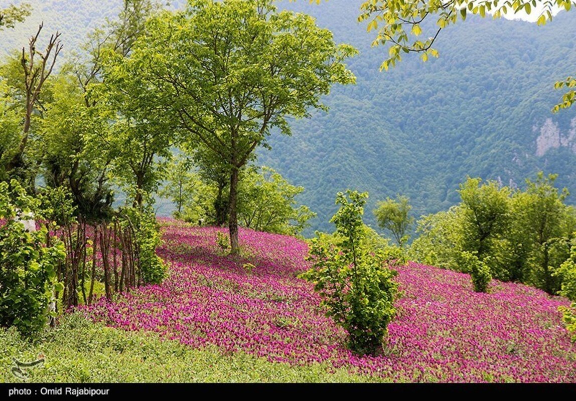 برداشت گل گاو زبان