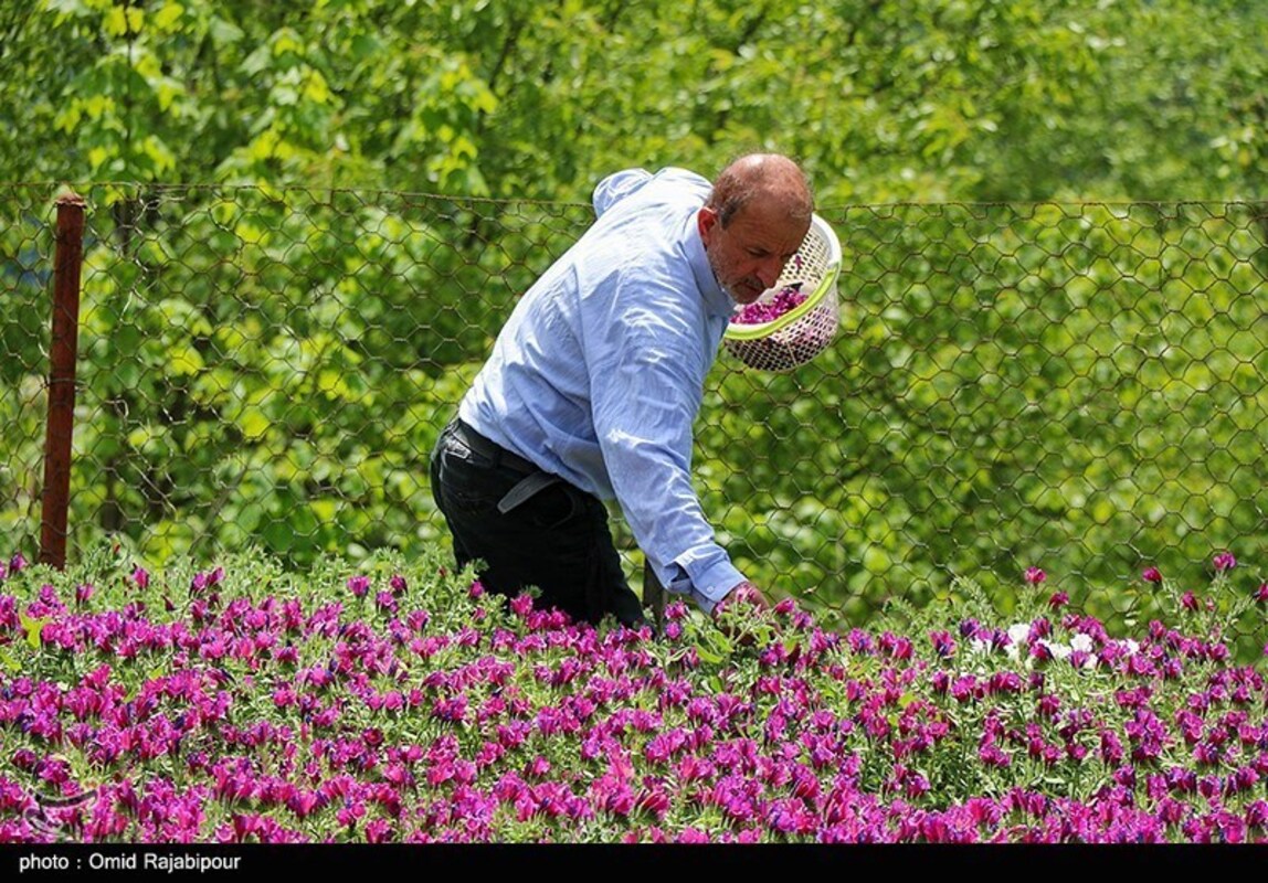 برداشت گل گاو زبان