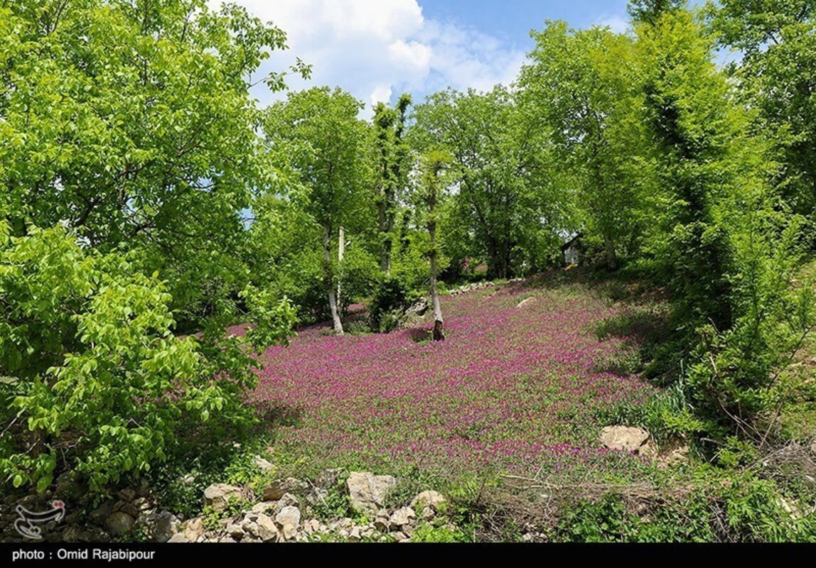 برداشت گل گاو زبان