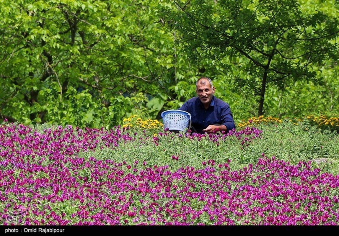 برداشت گل گاو زبان