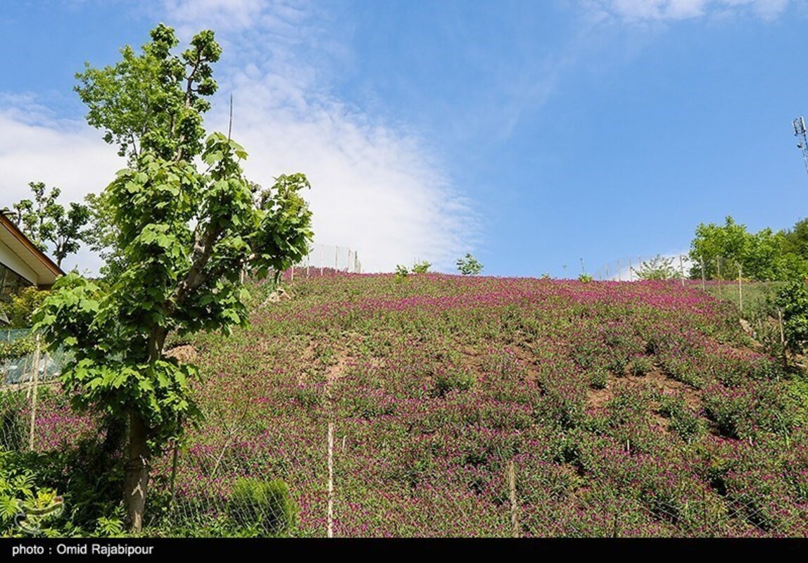 برداشت گل گاو زبان