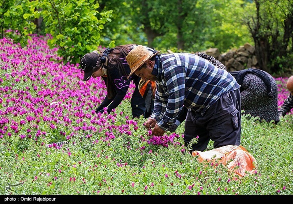 برداشت گل گاو زبان