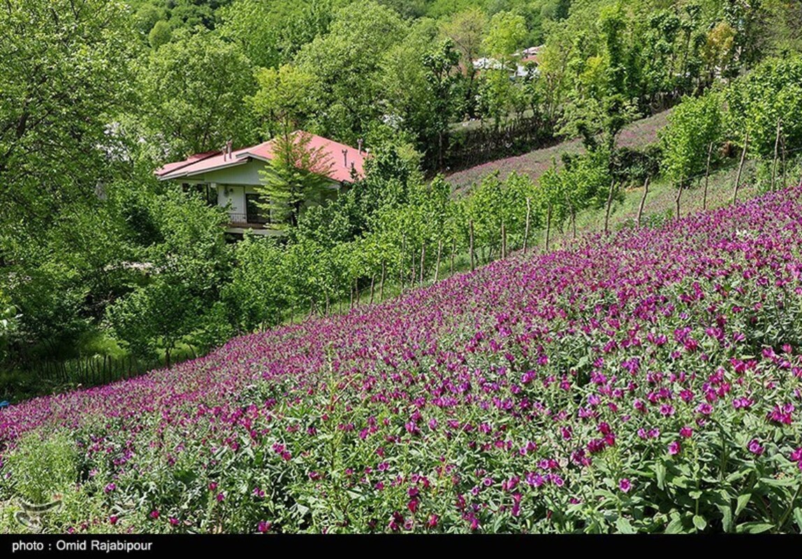 برداشت گل گاو زبان