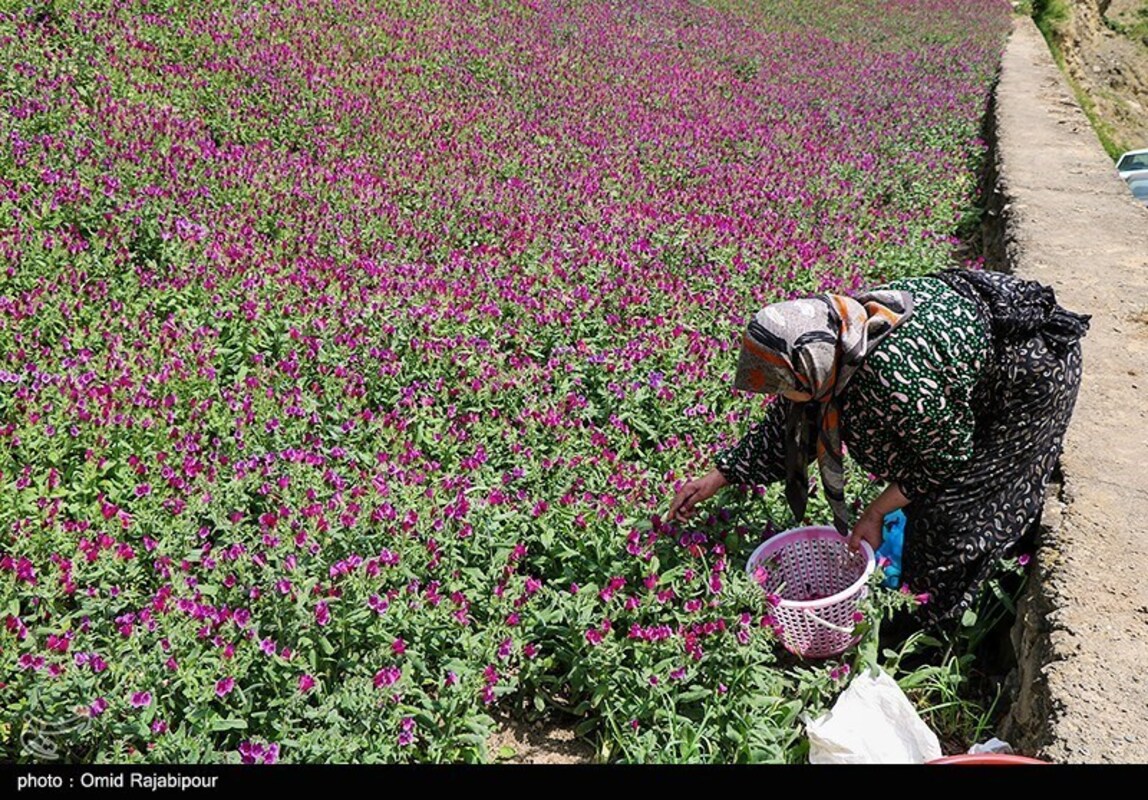 برداشت گل گاو زبان