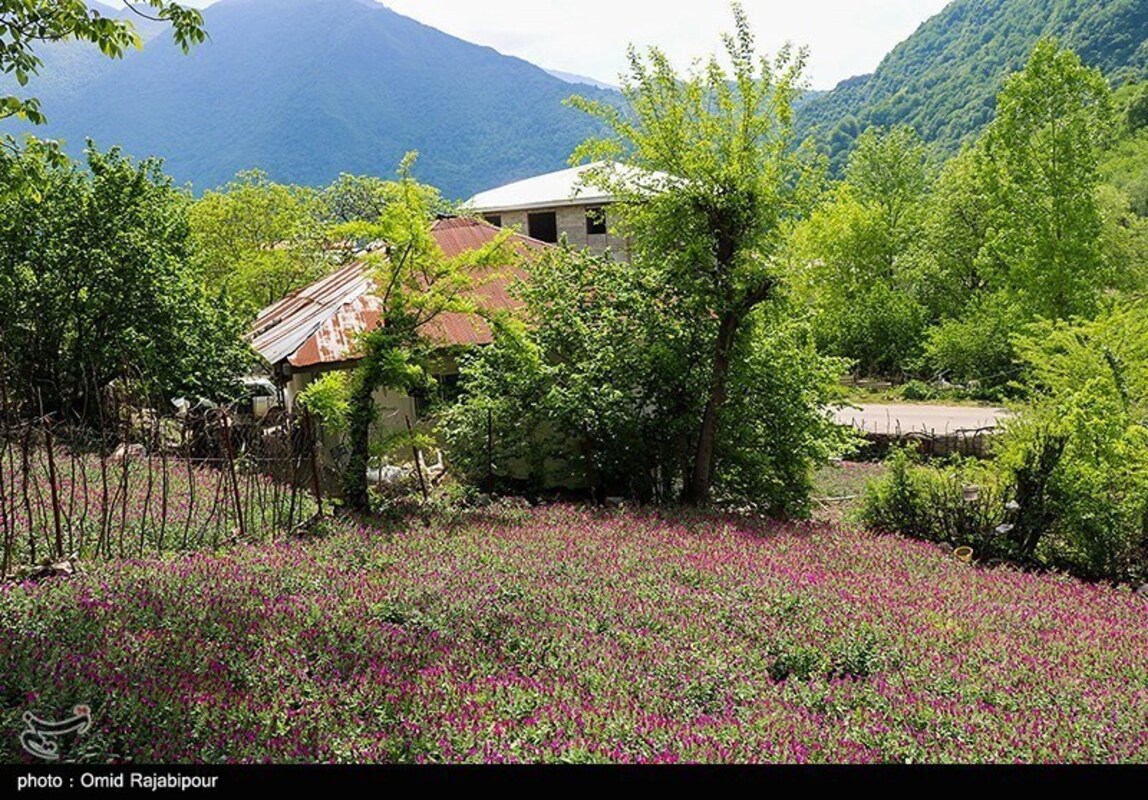 برداشت گل گاو زبان