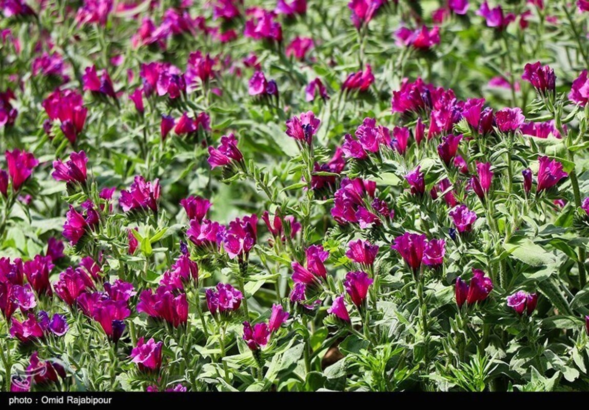 برداشت گل گاو زبان