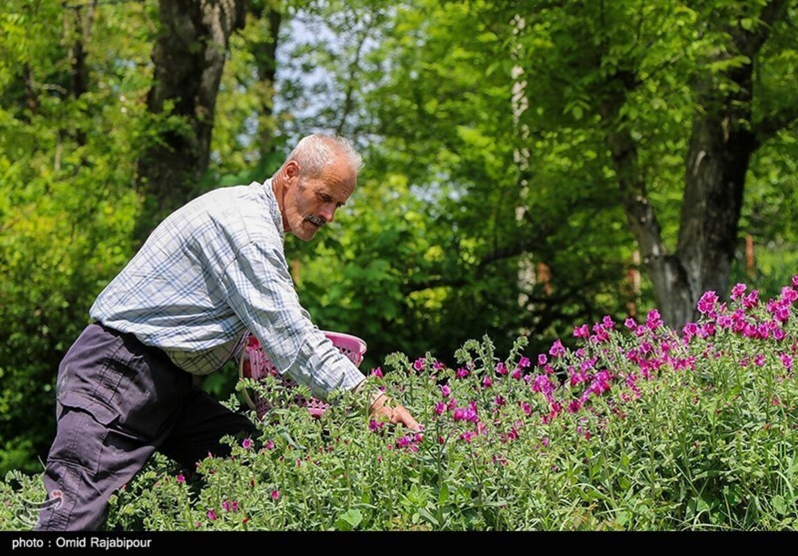 برداشت گل گاو زبان