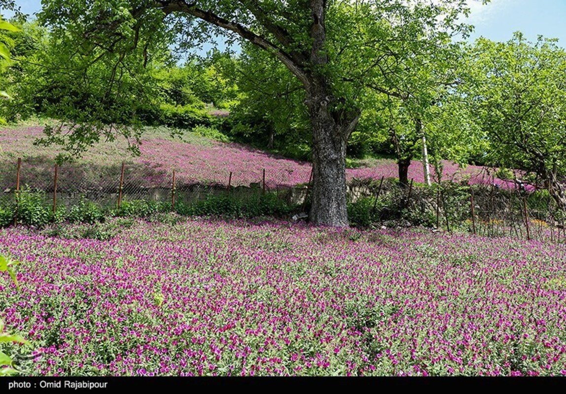 برداشت گل گاو زبان