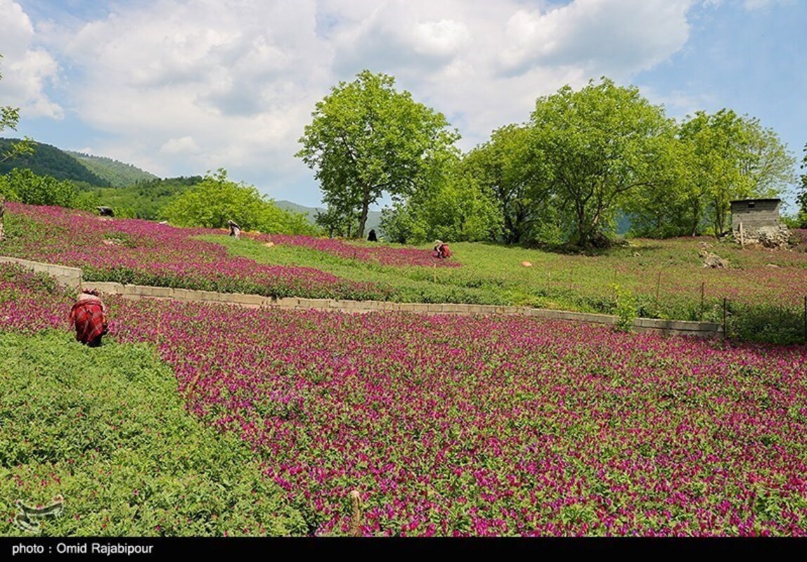 برداشت گل گاو زبان
