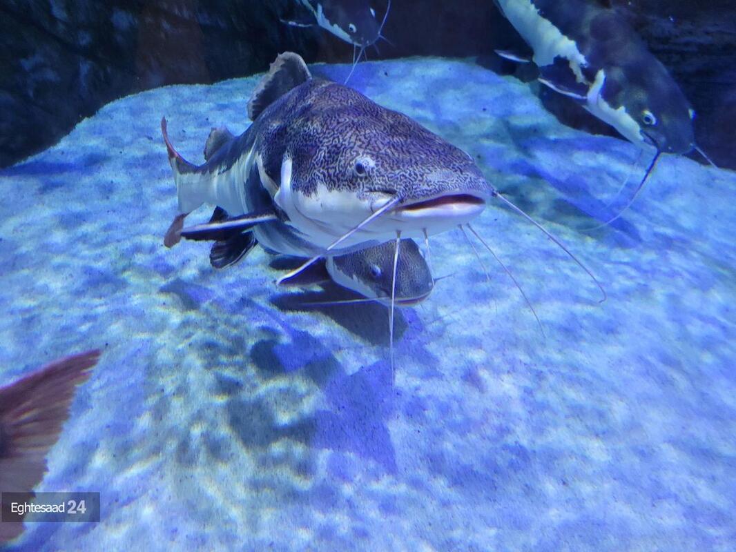 آکواریوم انزلی