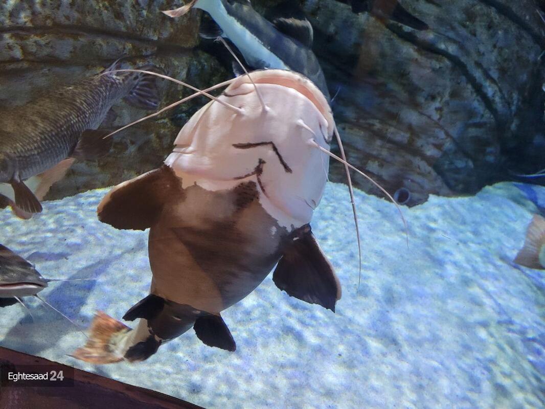 آکواریوم انزلی