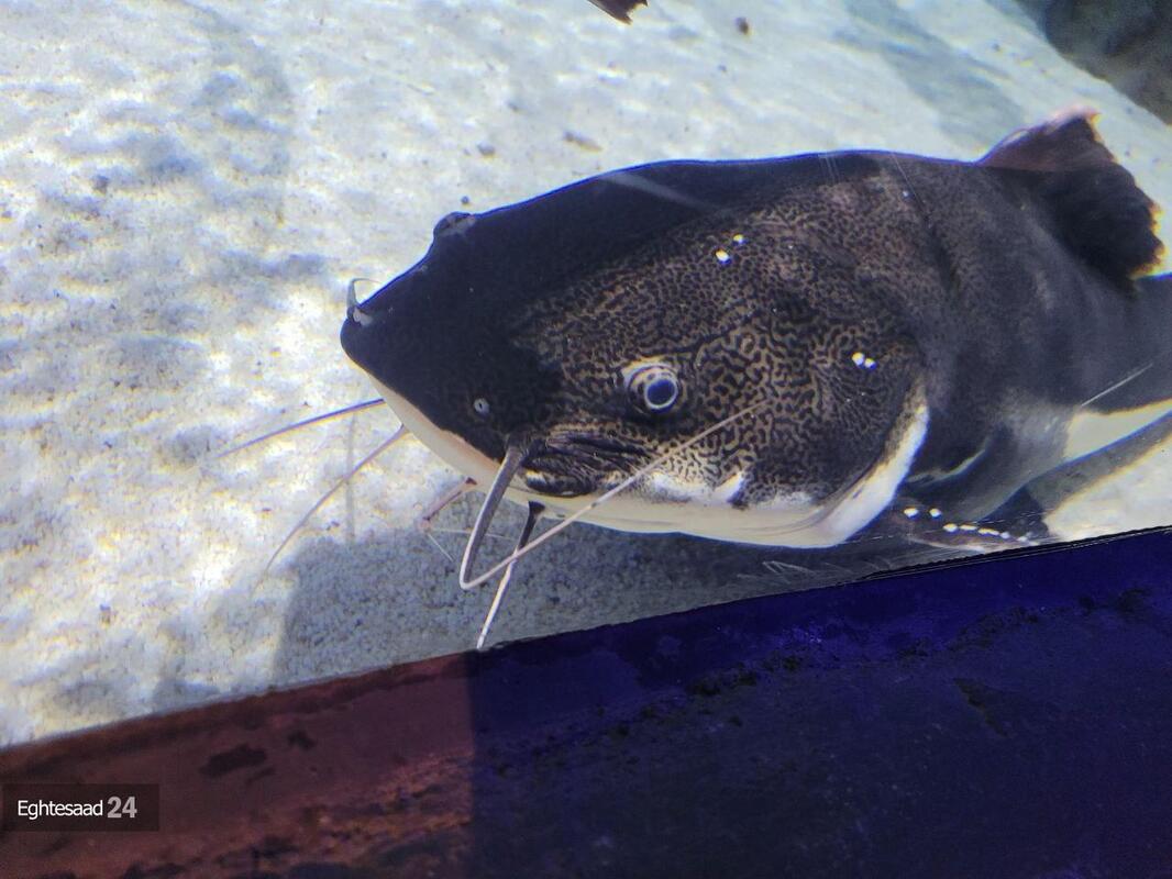 آکواریوم انزلی