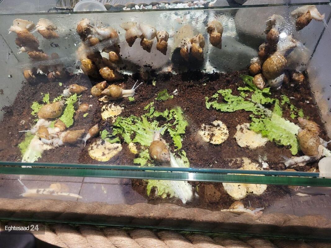 آکواریوم انزلی