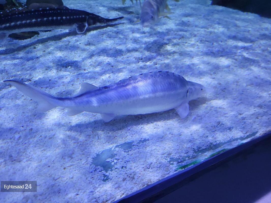 آکواریوم انزلی