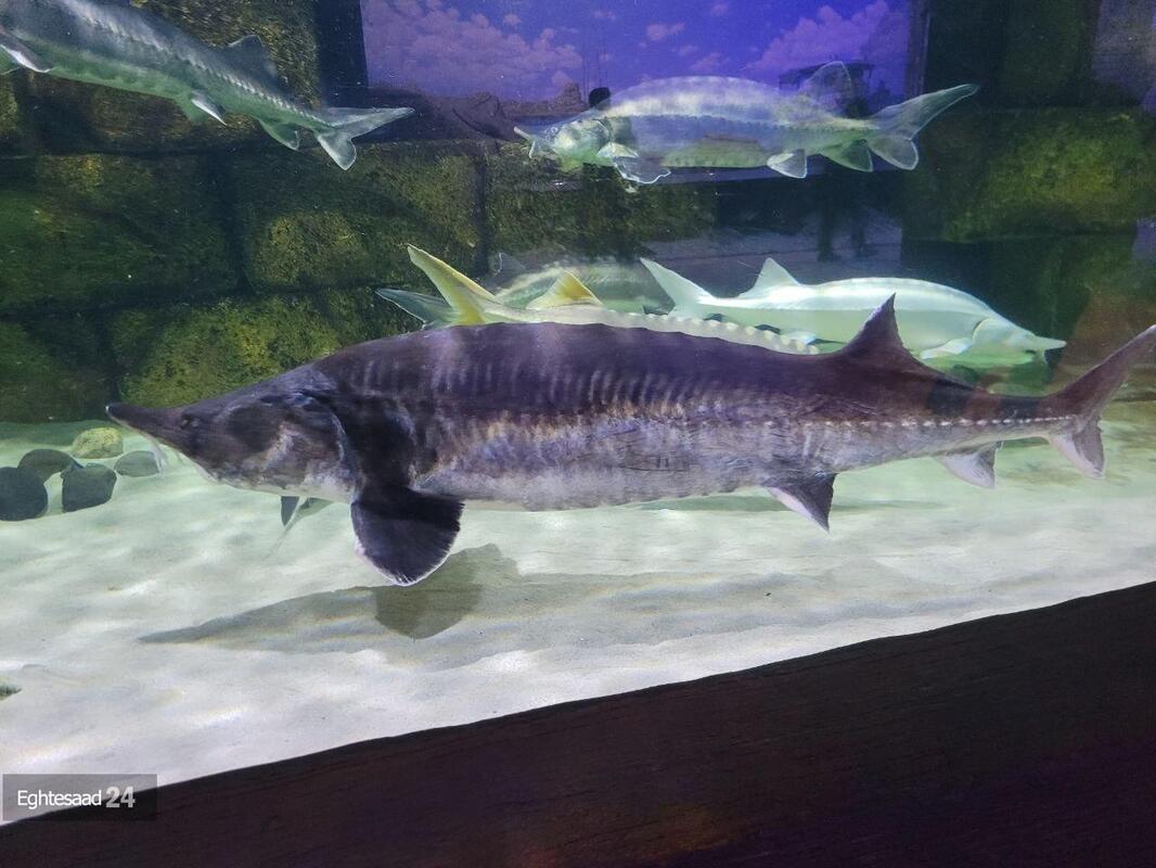 آکواریوم انزلی