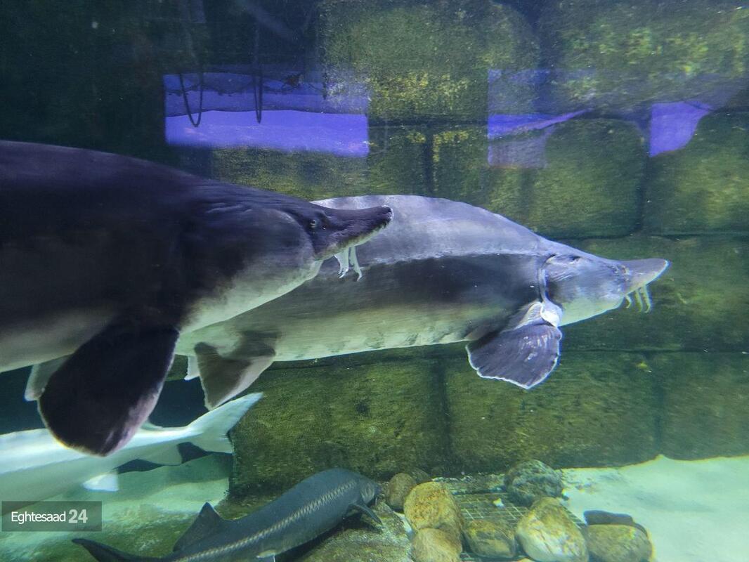 آکواریوم انزلی