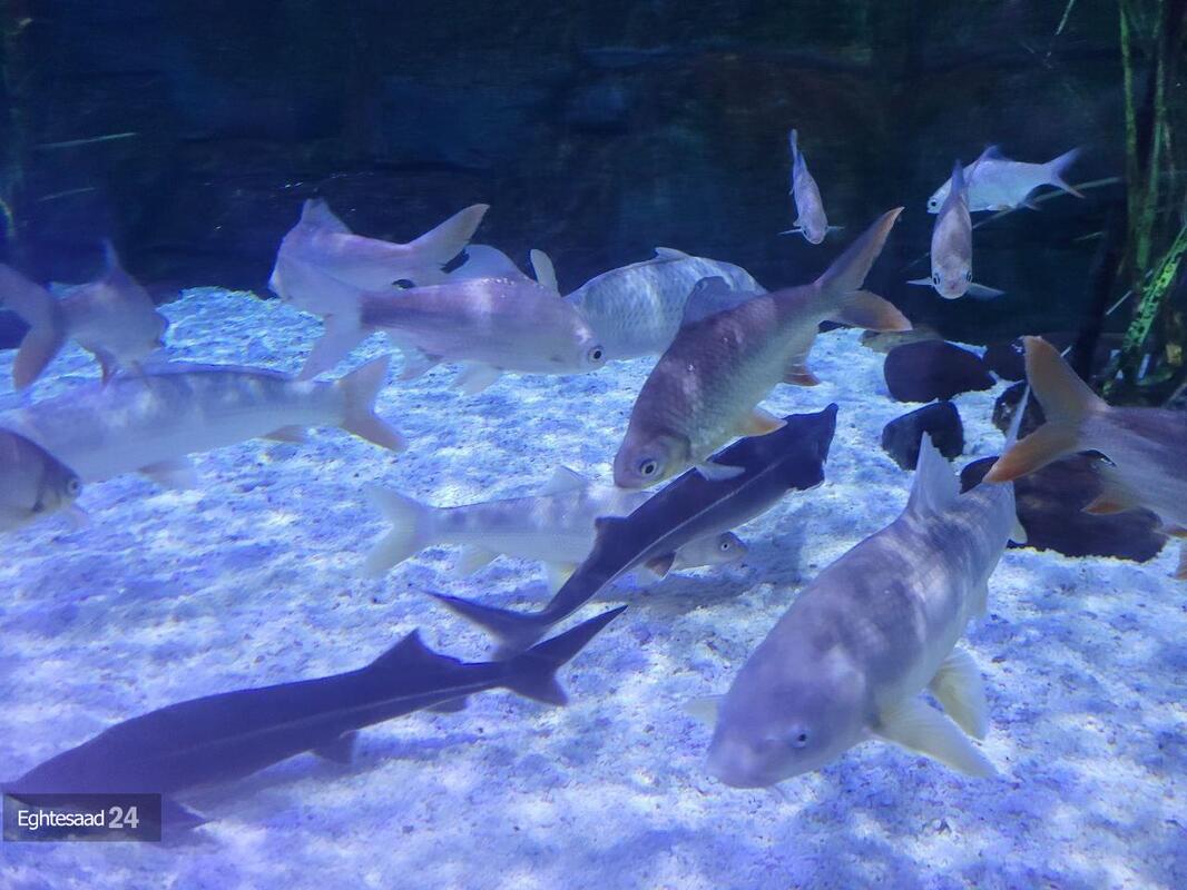 آکواریوم انزلی