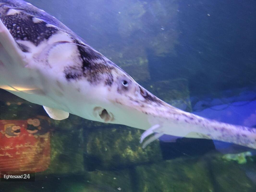 آکواریوم انزلی