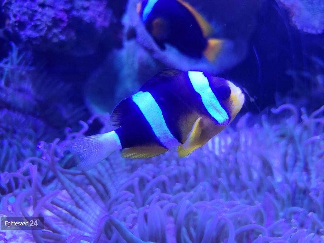 آکواریوم انزلی