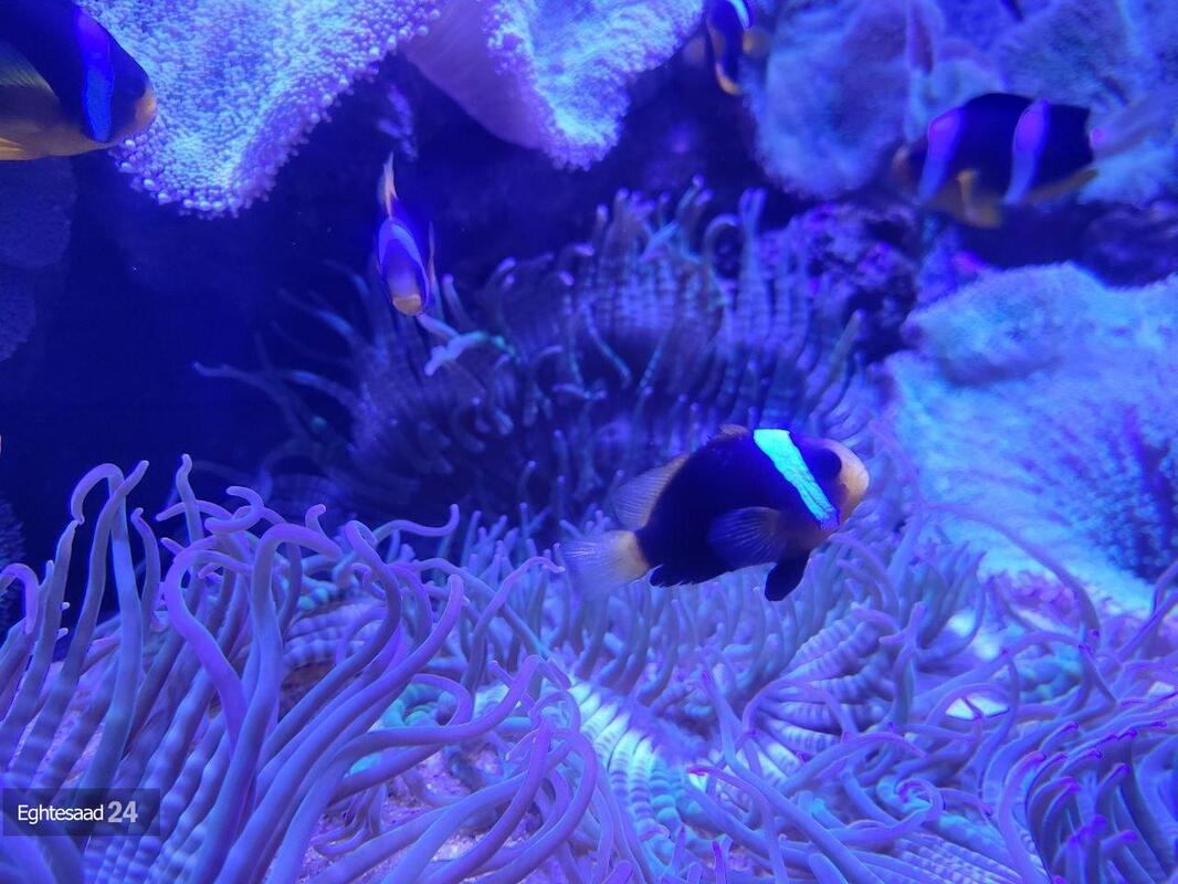 آکواریوم انزلی